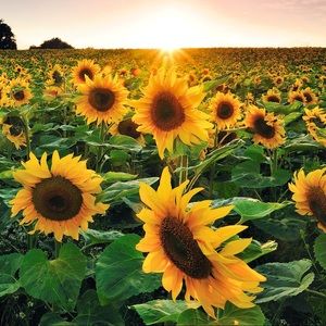 Meet your Posher, Ana